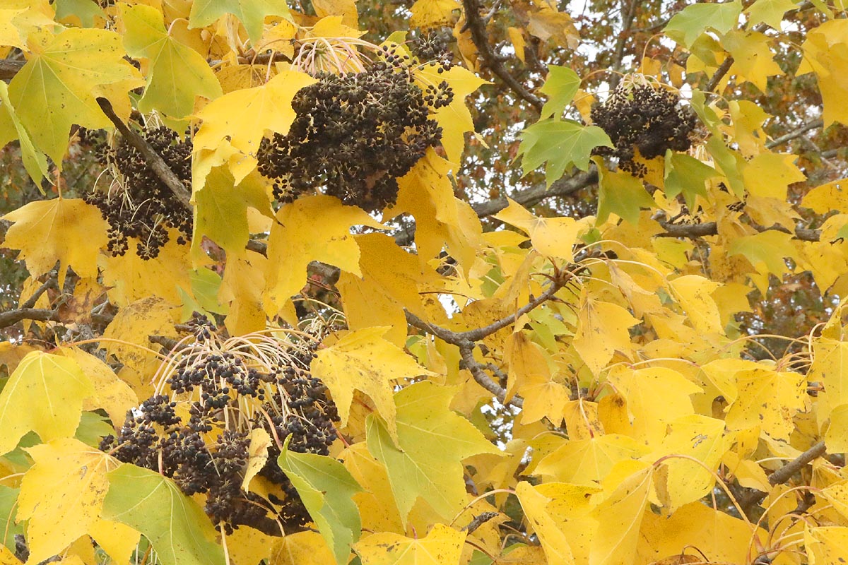 Castor aralia yellow leaves and berries